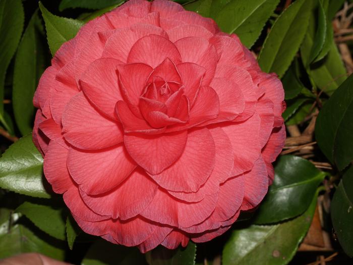 Camellia japonica Nuccio's Bella Rosa