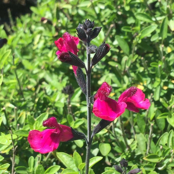 Salvia x jamensis VIBE® Ignition Fuchsia