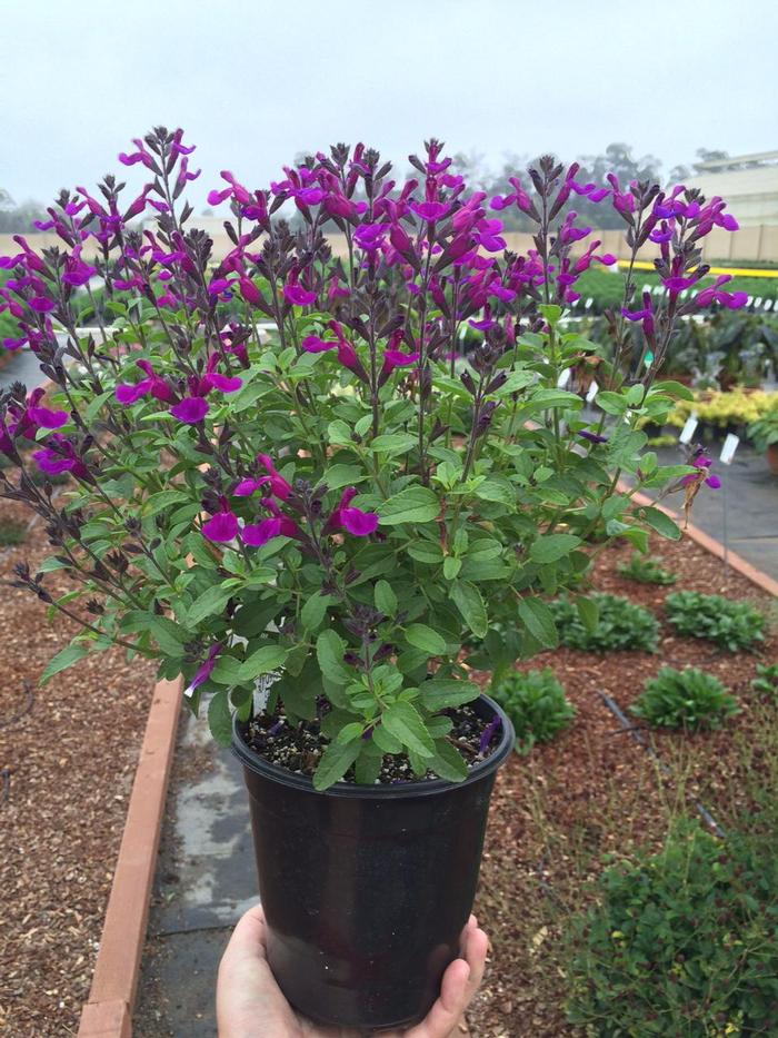 Salvia x jamensis VIBE® Ignition Purple