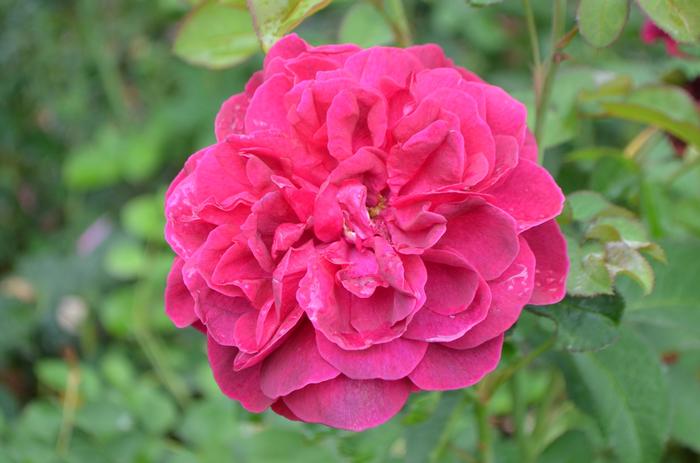 Rosa Darcey Bussell