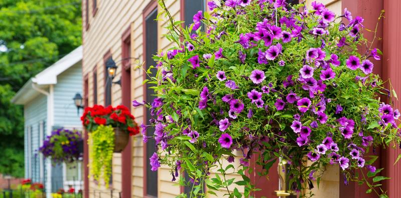 AAS Winners for Hanging Baskets AAS Winners for Hanging Baskets