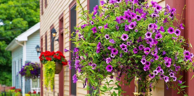 AAS Winners for Hanging Baskets