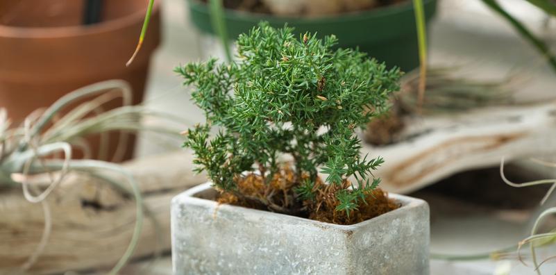 Summer Houseplant Tips Summer Houseplant Tips