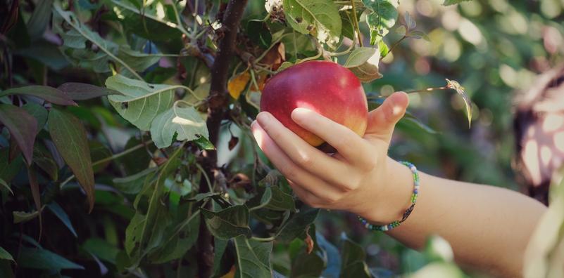 Harvest Month