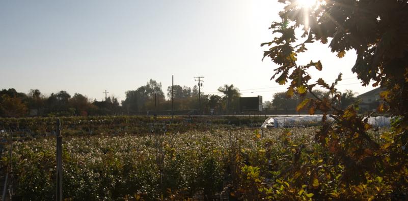 Keeping Your Garden Healthy During Fresno's First Heat Wave of the Year