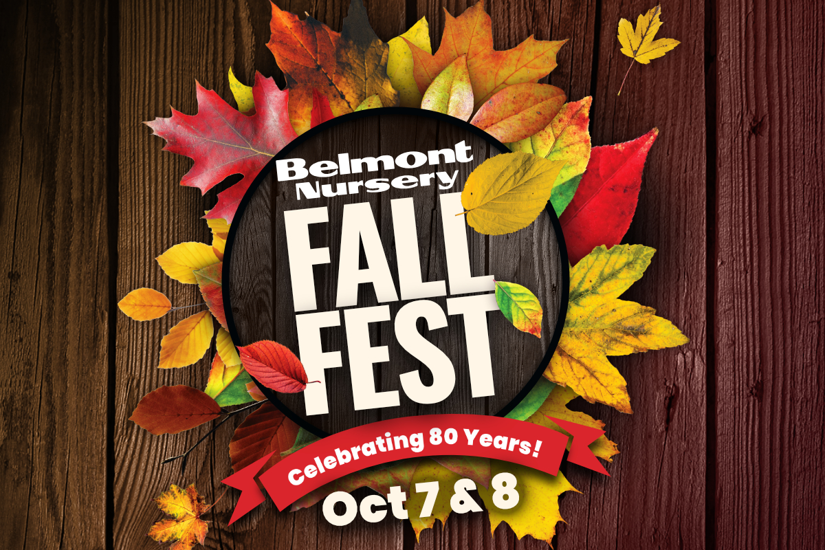 Fall Into Fun! Fall Into Fun!