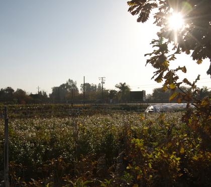 Keeping Your Garden Healthy During Fresno's First Heat Wave of the Year