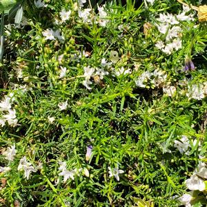 Myoporum parvifolium 