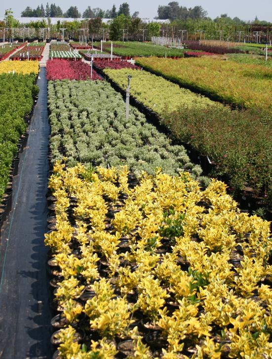  10 acres of locally-grown material