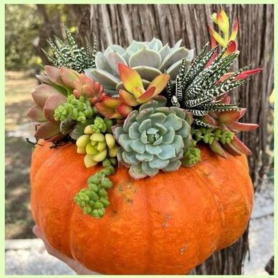Pumpkin Succulent Planter 2026