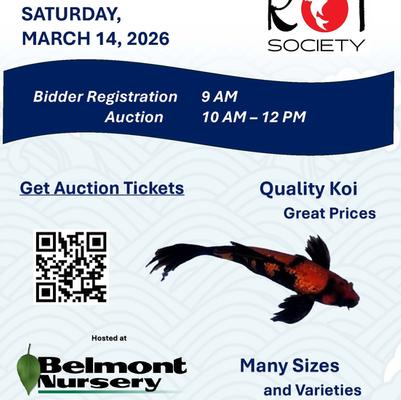 Koi Auction with the Koi Society
