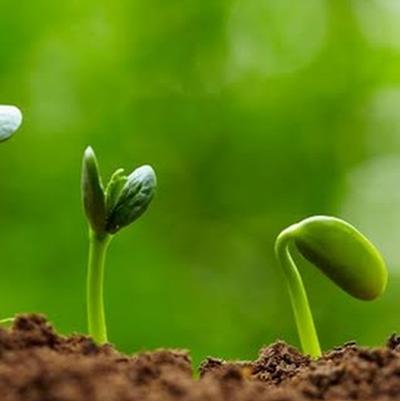 Seed Savvy