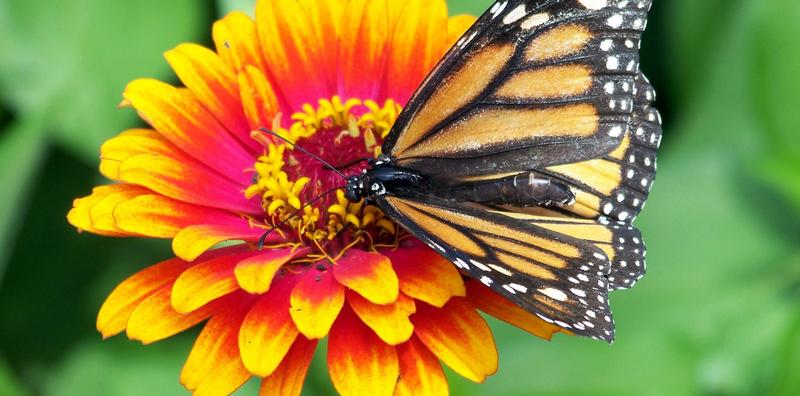 Create a Pollinator-Friendly Garden Using AAS Winners