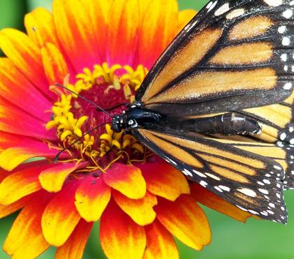 Create a Pollinator-Friendly Garden Using AAS Winners