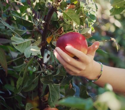 Harvest Month