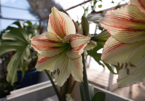 Houseplant Restock