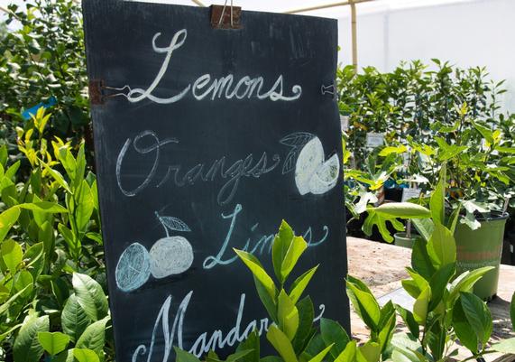 Citrus Tree Sign