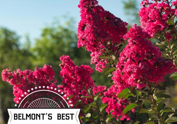 Lagerstroemia Pink Velour