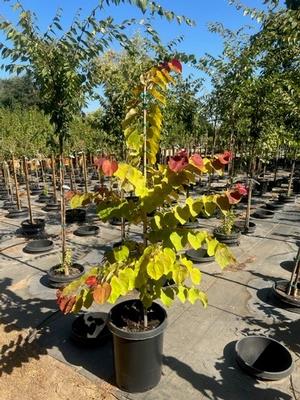 Cercis Flame Thrower #15