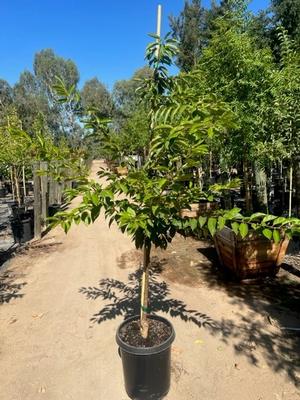 Prunus Yoshino Flowering Cherry #15