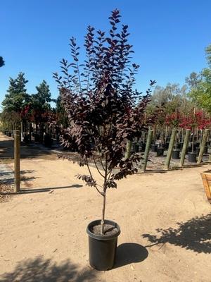 Prunus Krauter Vesuvius #15