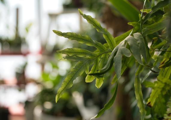 Houseplants 1