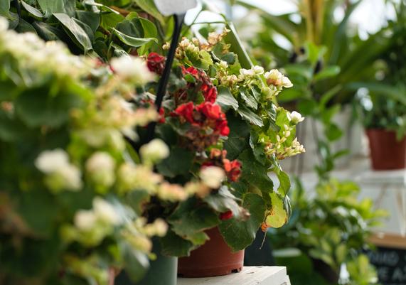 Houseplants 2