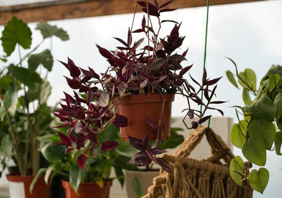 Houseplants 3
