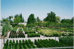 Belmont Nursery