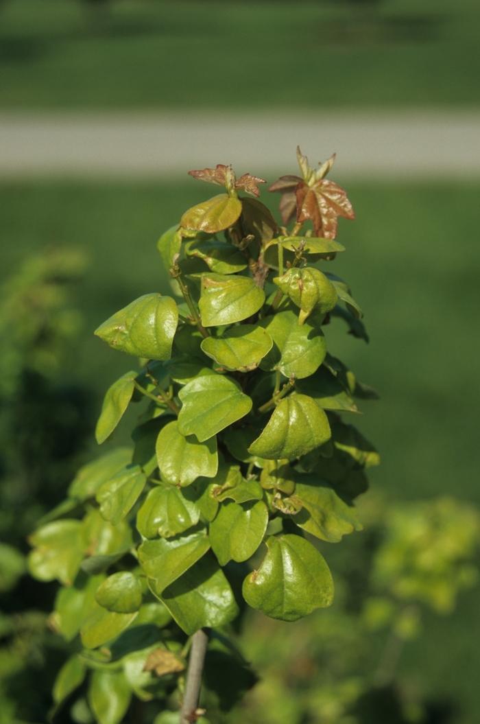 Acer buergerianum Miyasama Kaede