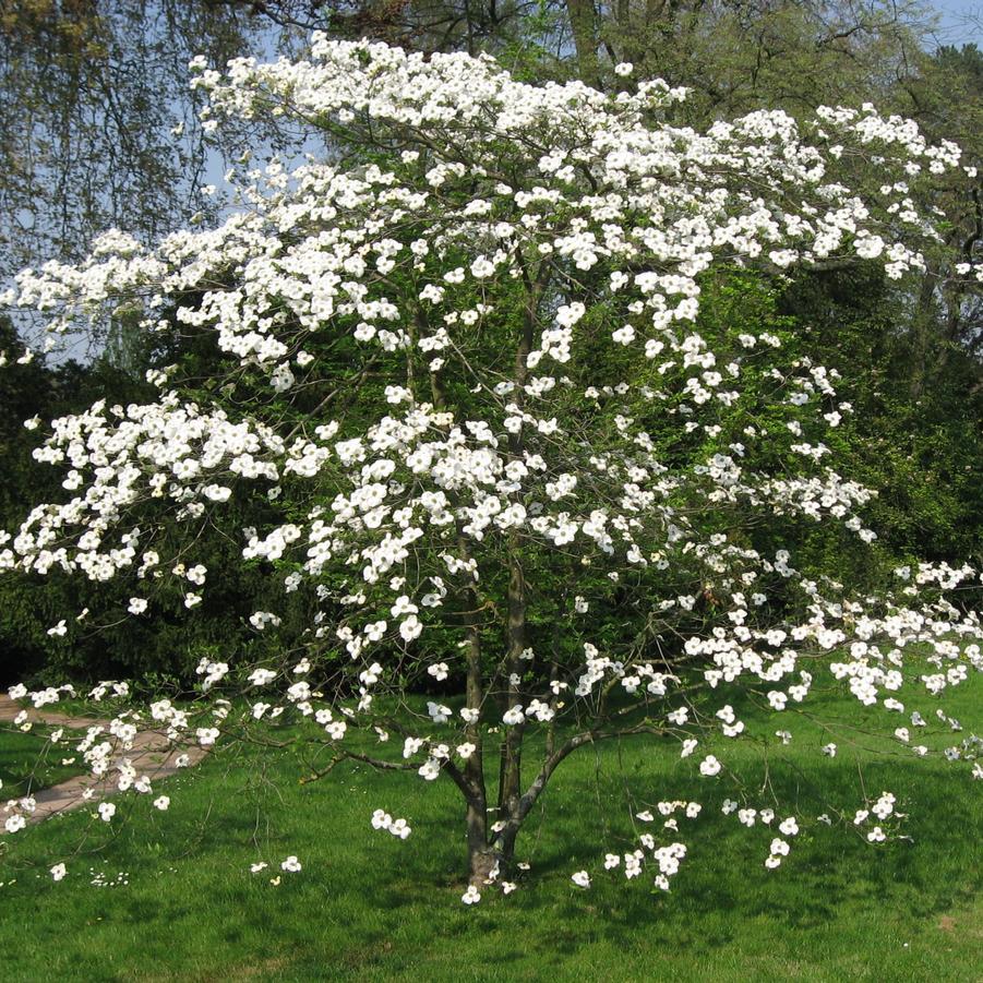 Cornus nuttallii x florida Eddie's White Wonder
