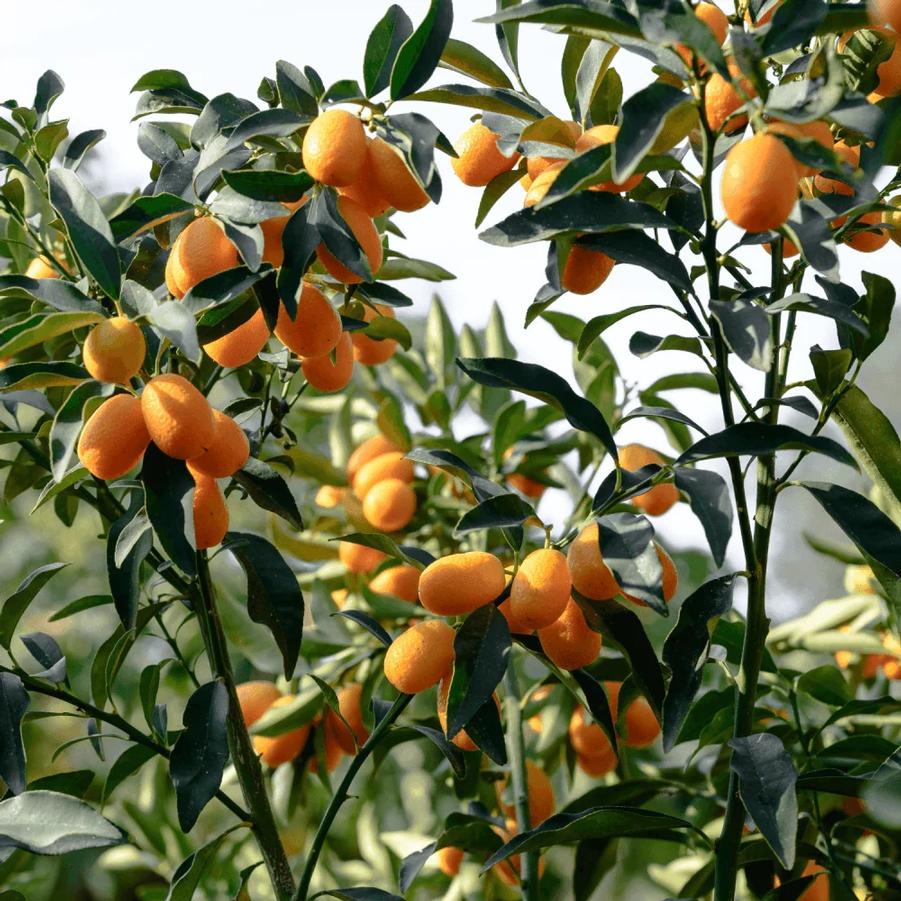 Kumquat Fukushu