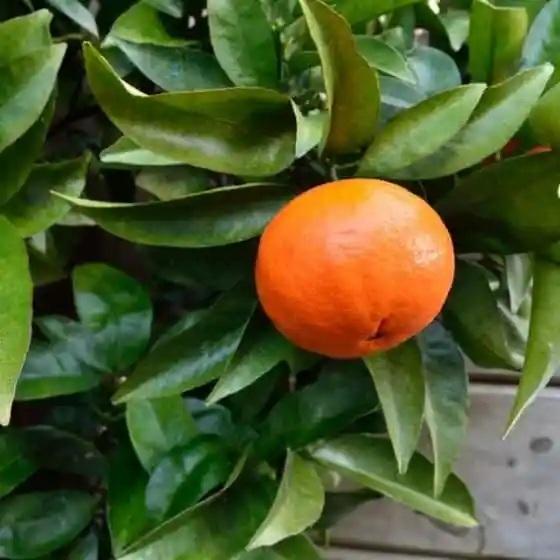 Mandarin Lee X Nova