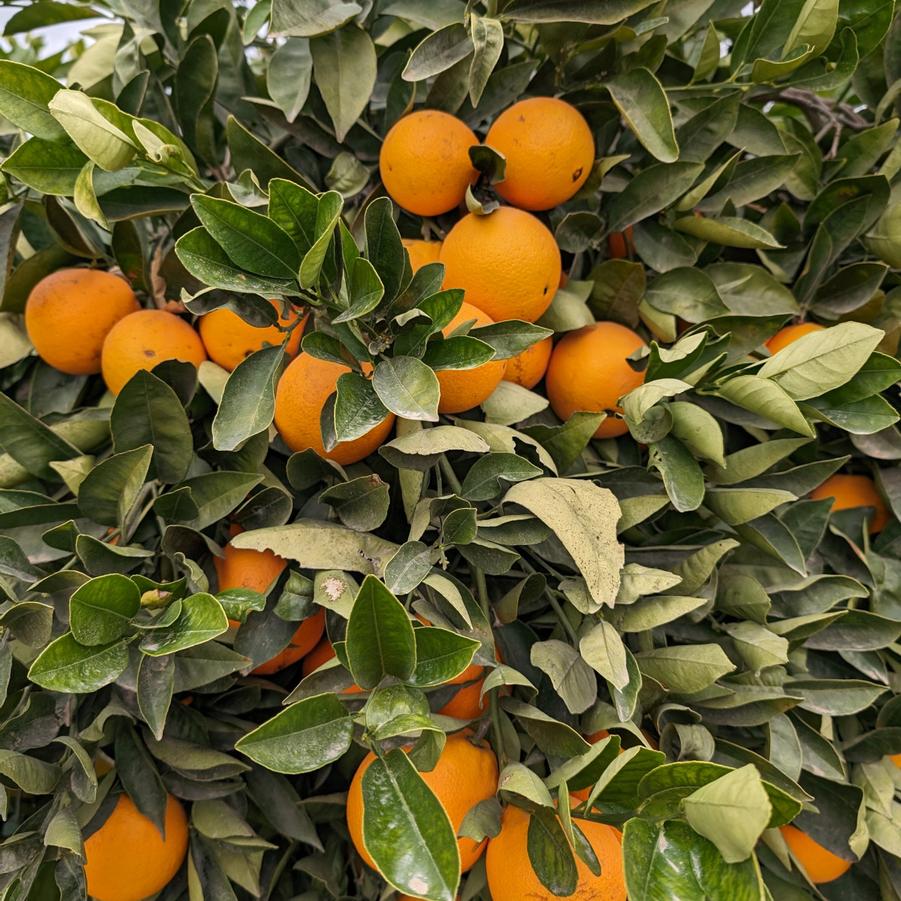 Orange Midnight Valencia