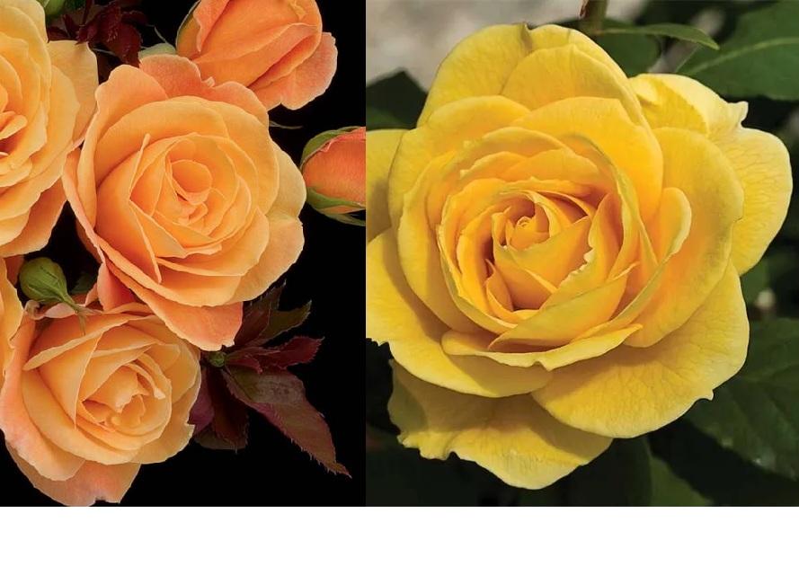 Rosa 2fer Ch-Ching/Strike It Rich