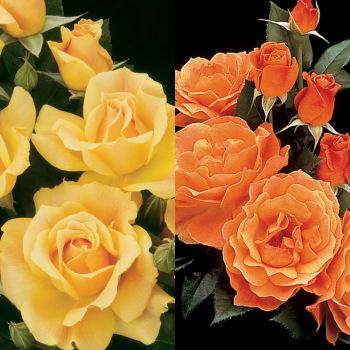 Rosa 2fer Easy Going/Livin Easy