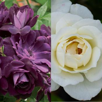 Rosa 2fer Iceberg/Burgundy Iceberg