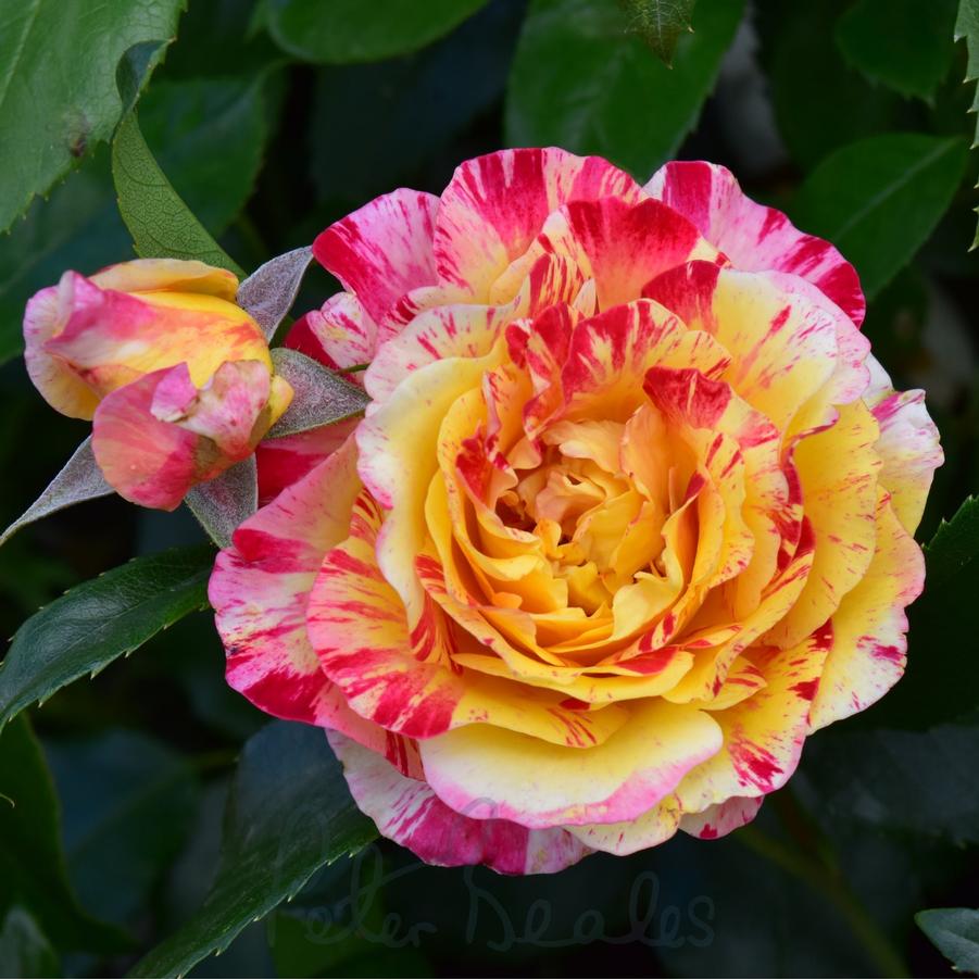 Rosa Camille Pissarro