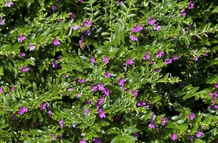 Cuphea hyssopifolia Lavender Lace