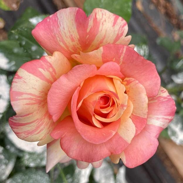 Rosa Peach Swirl
