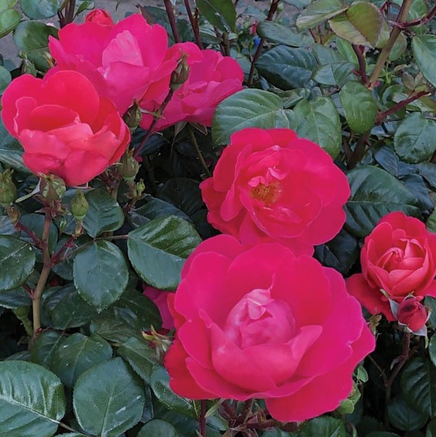 Rosa Pink Brick House