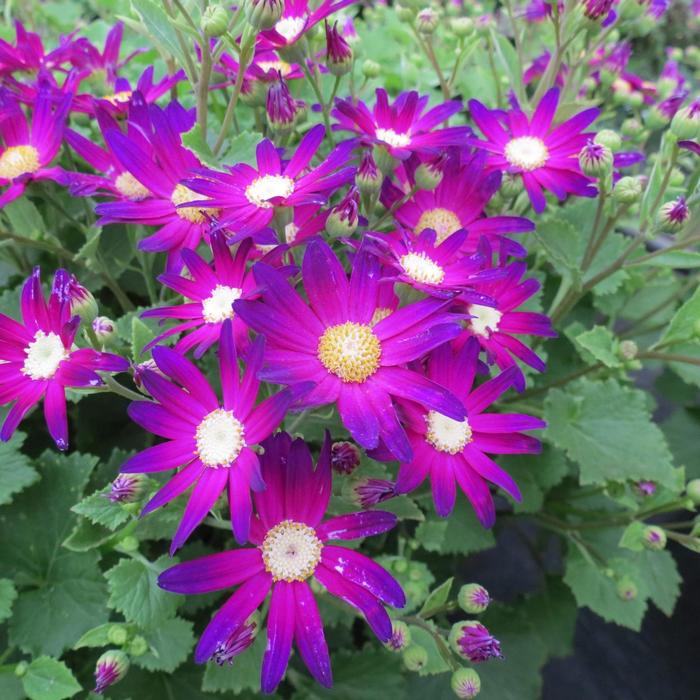 Pericallis Senetti&reg; Rose Glow