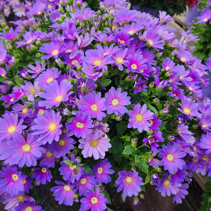 Pericallis Senetti&reg; Lavender Dawn