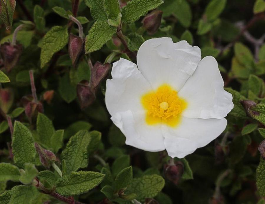 Cistus salviifolius 