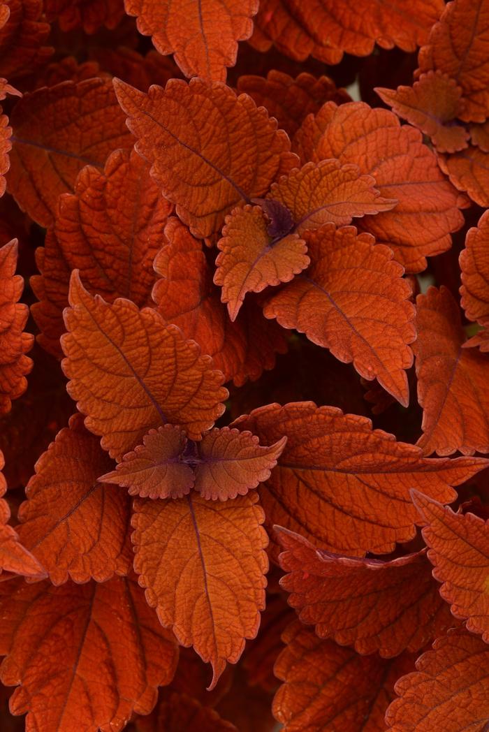 Coleus Inferno