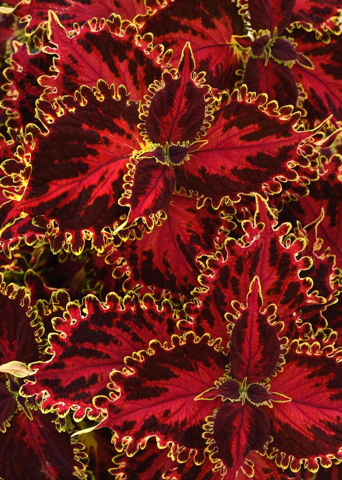 Coleus scutellarioides Volcanica&trade; Solar Flare
