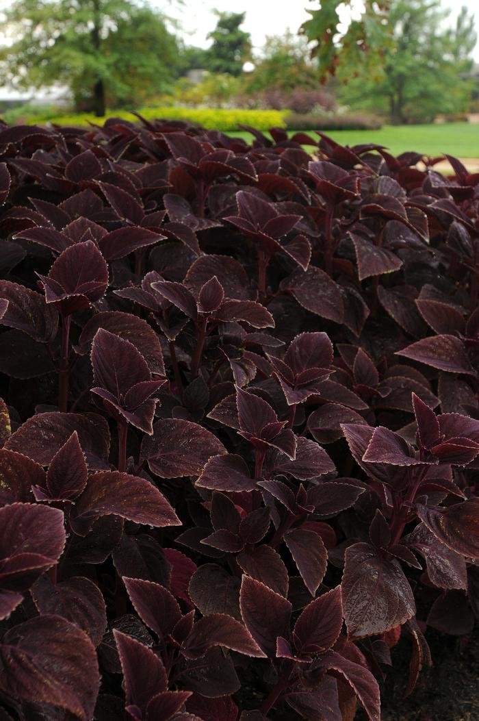 Coleus scutellarioides Vino