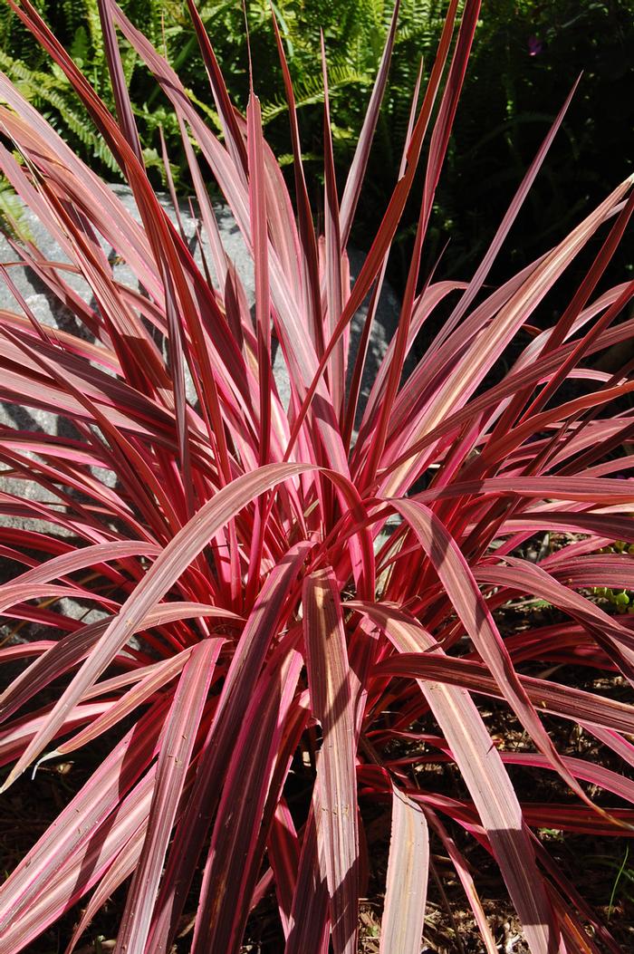 Cordyline Electric Pink