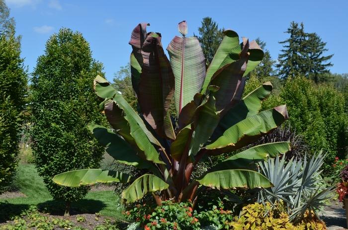 Ensete ventricosum Maurelii