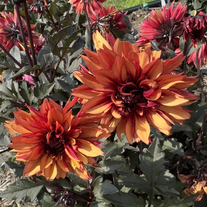 Dahlia LaBella&reg; Grande Chocolate Amber